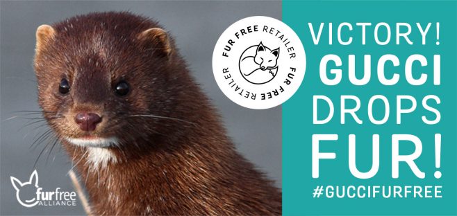 Gucci goes fur-free: major step forward for the fashion industry