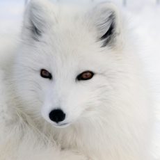 Michael Kors announces fur-free policy
